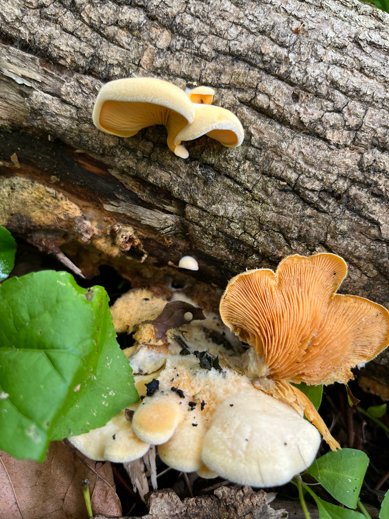 Stinking Orange Oyster · May 2026 · photo: Photo: (c) Joshua Huber, some rights reserved (CC BY-SA) · iNaturalist