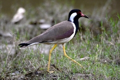 Vanellus indicus