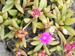 Delosperma repens