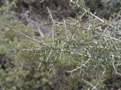 Ceanothus cuneatus cuneatus