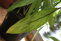 Dieffenbachia