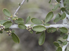 Ceanothus cuneatus cuneatus