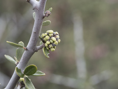 Ceanothus cuneatus cuneatus