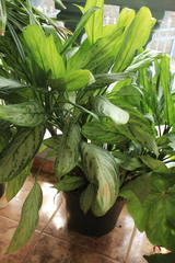 Dieffenbachia