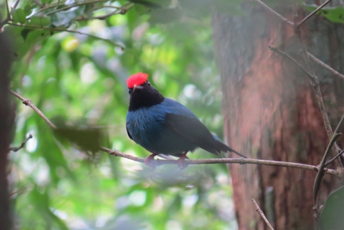 Swallow-tailed Manakin