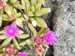 Delosperma repens