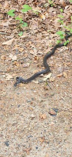 Black Rat Snake
