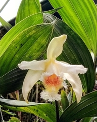 Sobralia fimbriata