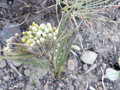 Xysmalobium involucratum
