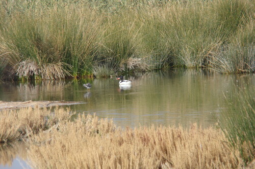Common Shelduck