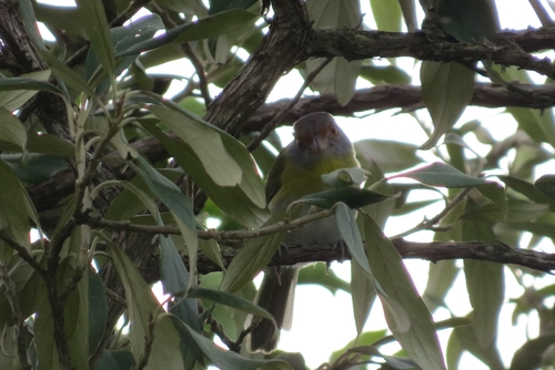 Rufous-browed Peppershrike