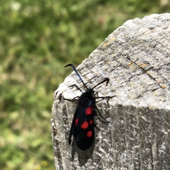 Zygaena lonicerae