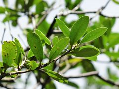 Pittosporum colensoi
