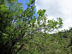 Pittosporum colensoi
