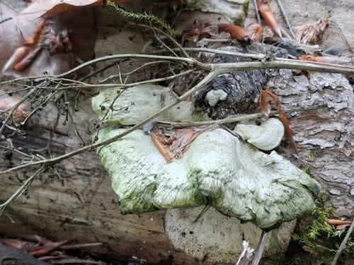 Stielporlingsartige