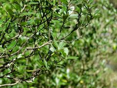 Pittosporum colensoi