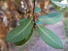 Pittosporum colensoi