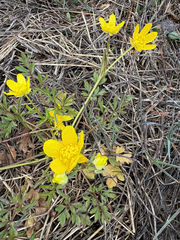 Ranunculus fascicularis, photograph author not stated, no rights reserved