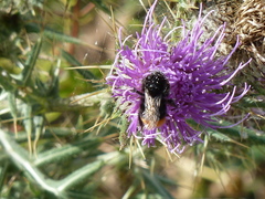 Cirsium tenoreanum