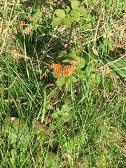Polygonia c-album