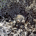 Lobivia haematantha densispina - Photo (c) Martin Lowry, algunos derechos reservados (CC BY-NC), subido por Martin Lowry
