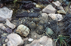 Lobivia densispina
