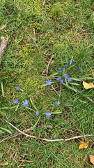 Scilla siberica