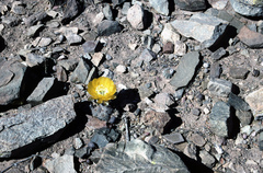 Lobivia densispina