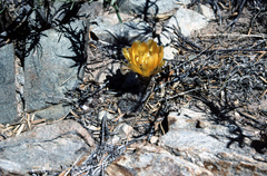 Lobivia densispina
