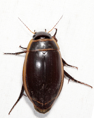 Dytiscus harrisii