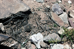 Lobivia densispina