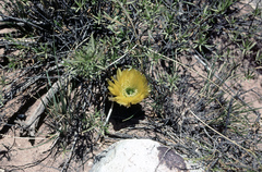 Lobivia densispina