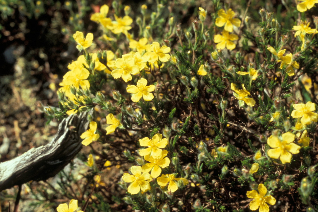 mountain goldenheather