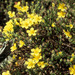 Hudsonia montana - Photo USFWS, sin restricciones conocidas de derechos (dominio publico)