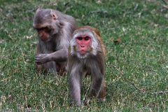 Macaca mulatta