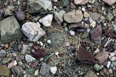 Lobivia densispina