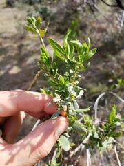 Baccharis pilularis consanguinea
