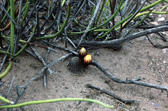 Lobivia densispina