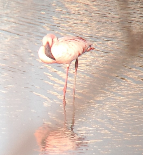 iNaturalist: (c) Gaurav D, some rights reserved (CC BY-NC), uploaded by Gaurav D iNaturalist image