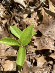 Arisaema dracontium