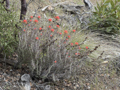 Castilleja foliolosa