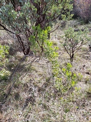 Baccharis pilularis consanguinea