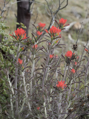 Castilleja foliolosa