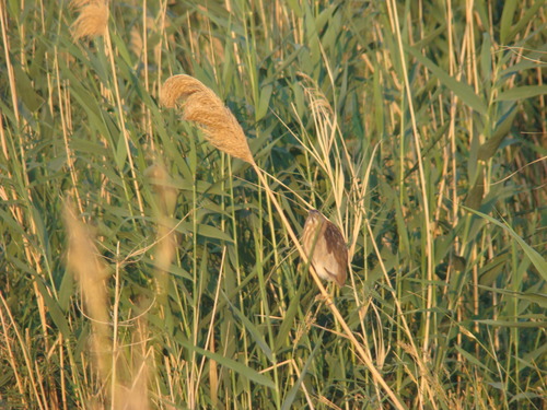 Little Bittern