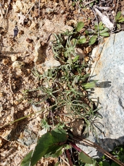 Calystegia stebbinsii