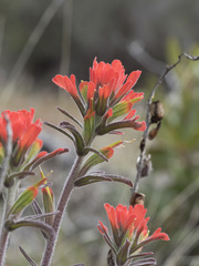 Castilleja foliolosa