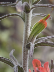 Castilleja foliolosa