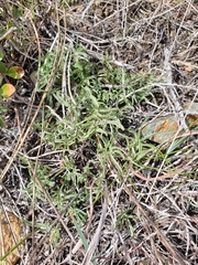 Calystegia stebbinsii