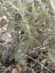 Castilleja foliolosa