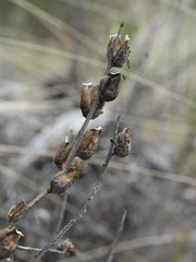 Castilleja foliolosa